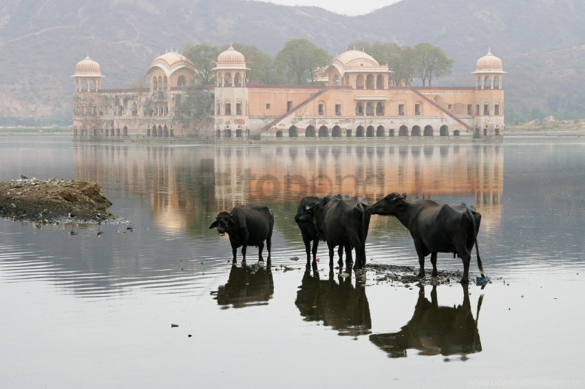 cow house india lake landscape mountain nature wallpaper Transparent PNG picture