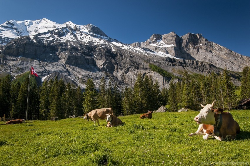 cows grass meadow mountains switzerland tops wallpaper Isolated Design Element in HighQuality PNG