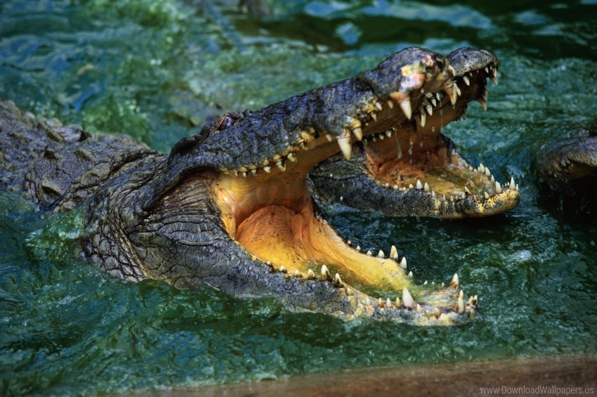crocodile predator snout teeth water wallpaper PNG with no registration needed