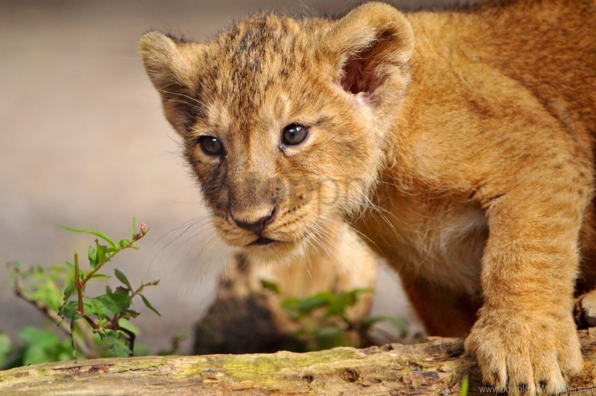 cub curiosity lion predator walk wallpaper HighQuality PNG with Transparent Isolation