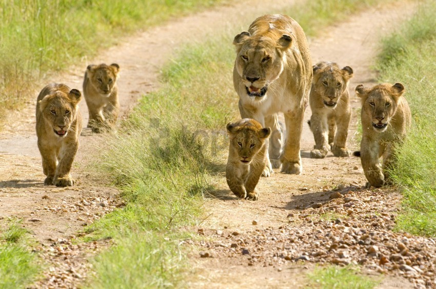 cubs lion cubs lions walks wallpaper Isolated Element in Clear Transparent PNG