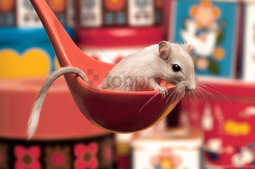 curiosity ladle mouse sitting spoon wallpaper PNG Image with Isolated Graphic