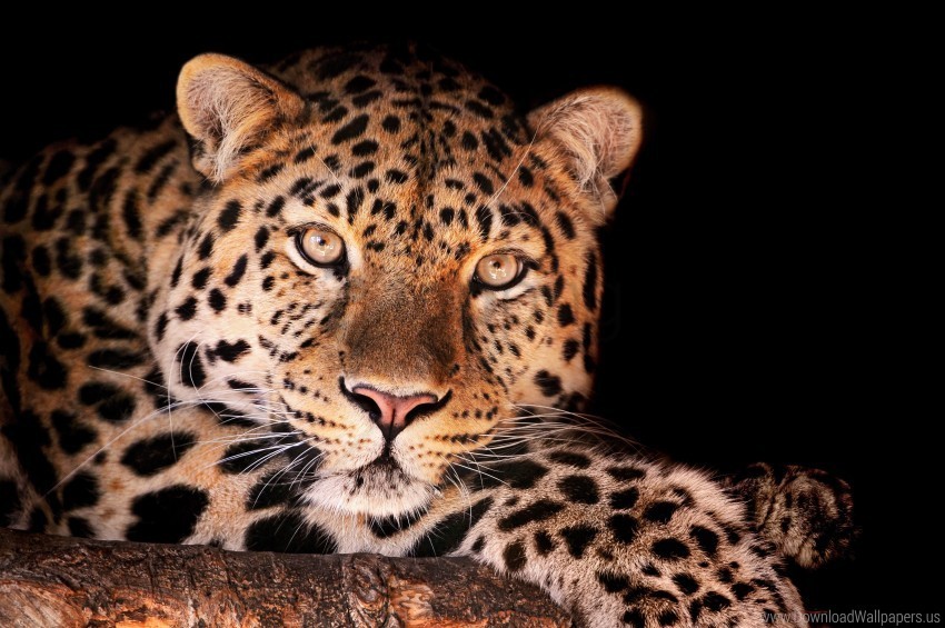 dark face leopard spotted wallpaper HighResolution PNG Isolated Illustration