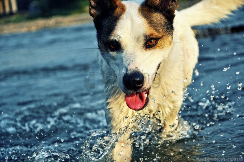 dog drops muzzle splashes tongue water wallpaper Transparent PNG Object with Isolation