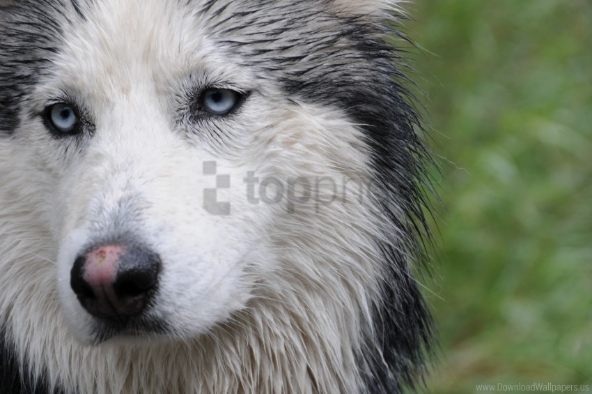 dog face husky wet wallpaper Clear background PNG images diverse assortment