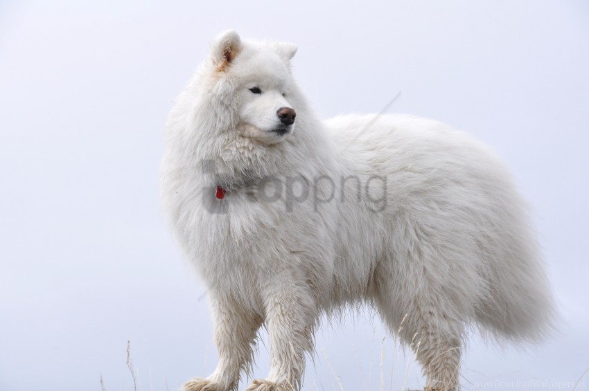 dog fluffy samoyed wallpaper Isolated Artwork on Clear Transparent PNG