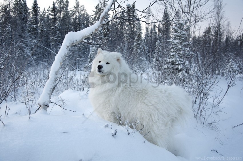 dog forest snow winter wallpaper Transparent background PNG images comprehensive collection