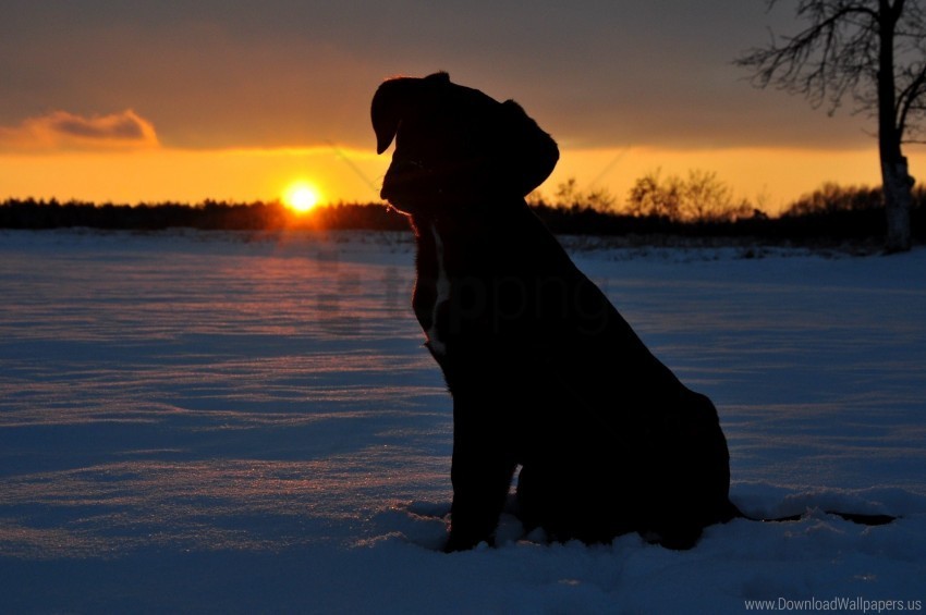 Dog Light Night Puppy Shadow Silhouette Wallpaper PNG Transparent Vectors