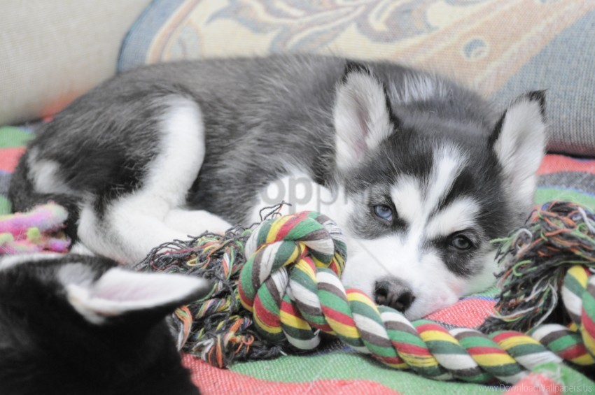 dog lying husky puppy wallpaper PNG artwork with transparency