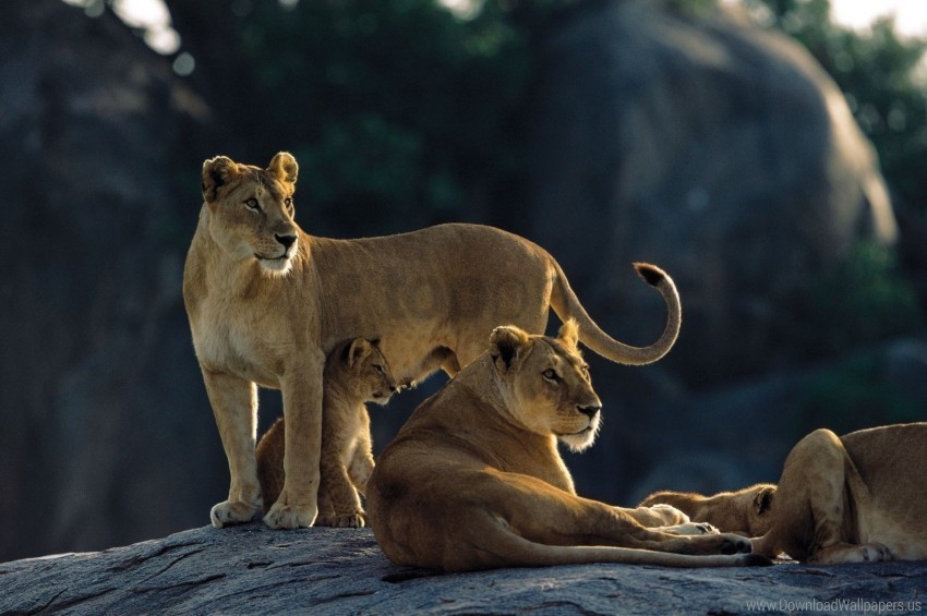 down family hunting lions predators rocks wallpaper No-background PNGs