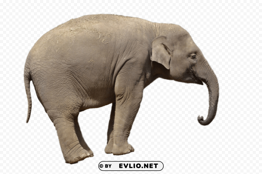 elephant PNG pics with alpha channel