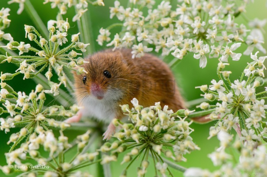 eurasian harvest mouse grass mouse plant rodent wallpaper Isolated Item on HighResolution Transparent PNG