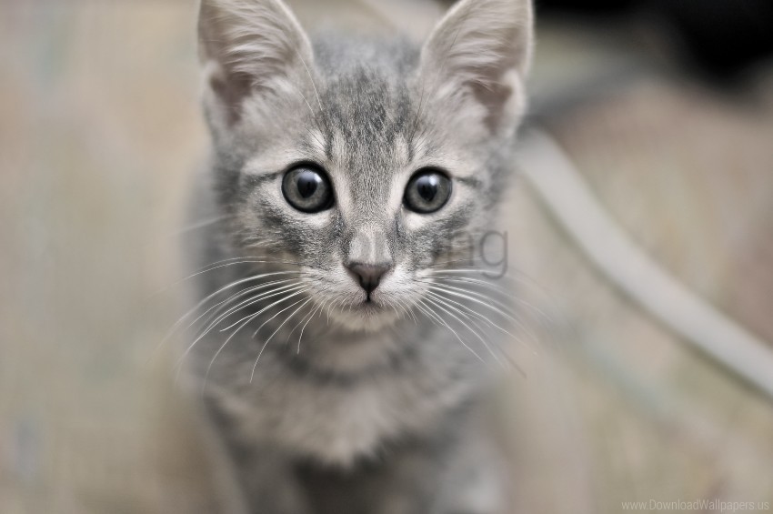 eyes face fear kitten wallpaper PNG graphics with alpha transparency broad collection