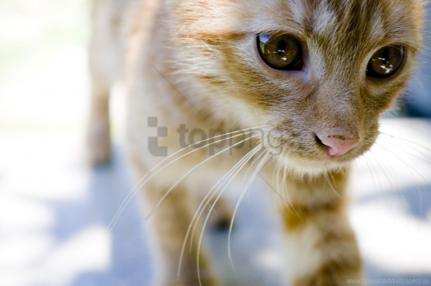 eyes face kitten wallpaper Clean Background Isolated PNG Icon