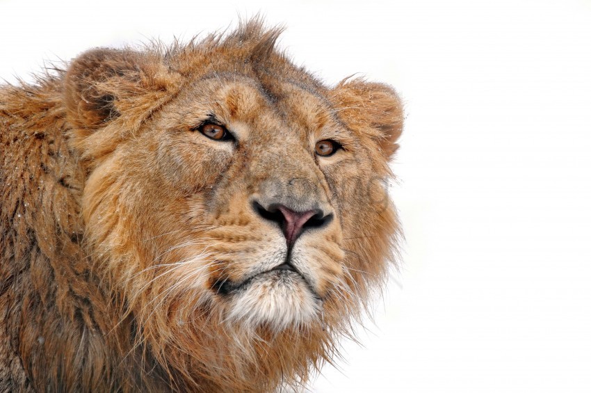 eyes face lion predator wallpaper PNG Image with Transparent Cutout