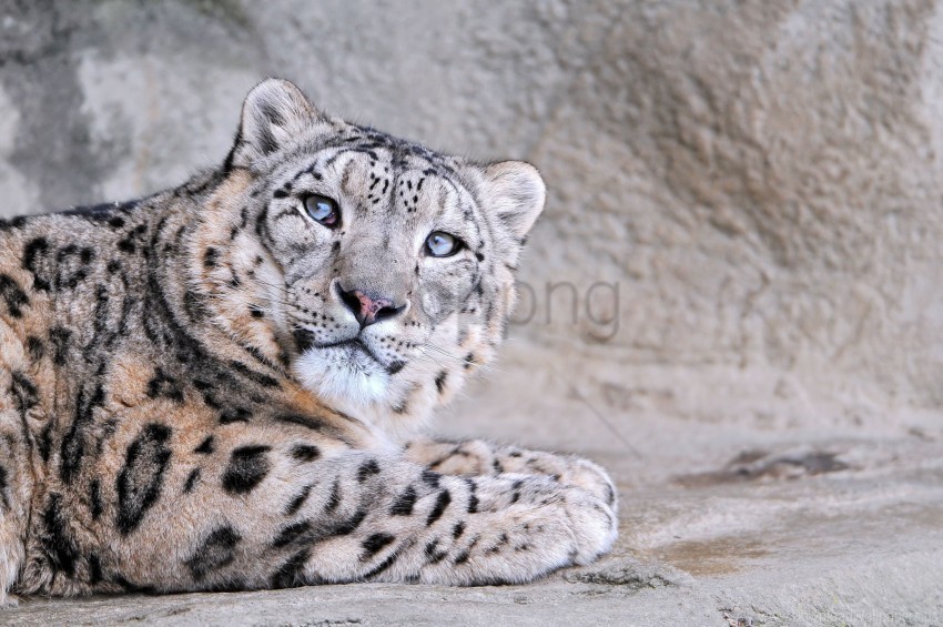eyes face mottled snow leopard wallpaper PNG for web design