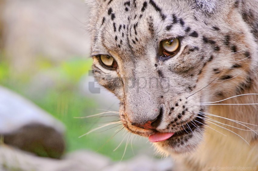 eyes face predator snow leopard spotted wallpaper PNG images without licensing
