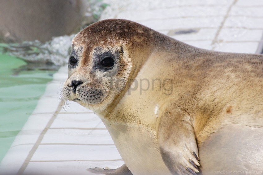 eyes face sea lion wallpaper PNG images with clear alpha channel broad assortment