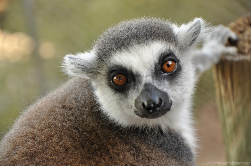 eyes lemur muzzle wallpaper PNG pictures with alpha transparency