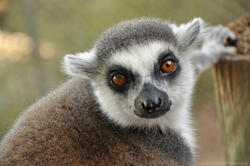 Eyes Lemur Muzzle Wallpaper PNG Pictures With Alpha Transparency