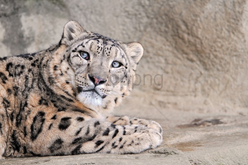 face handsome kind snow leopard spotted wallpaper Clear PNG pictures assortment