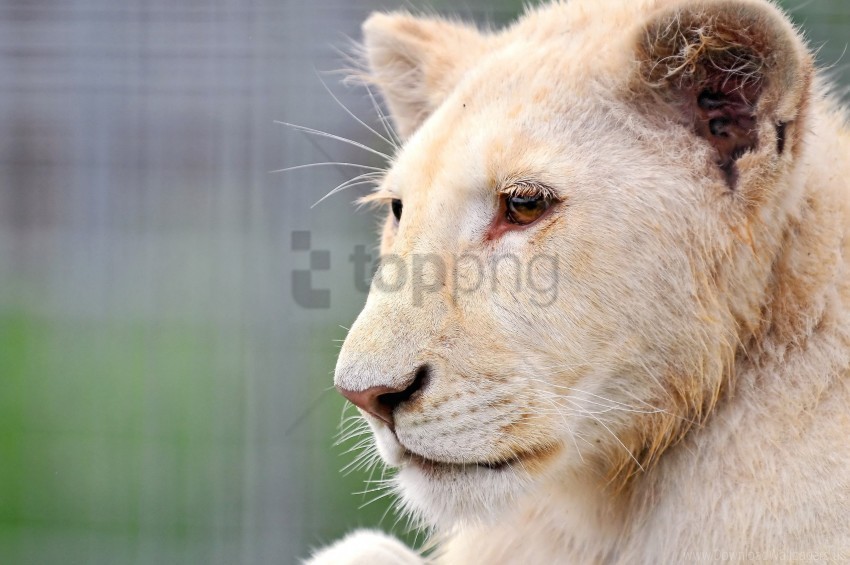 face lion look observe predator watch wallpaper PNG Image Isolated with Clear Transparency