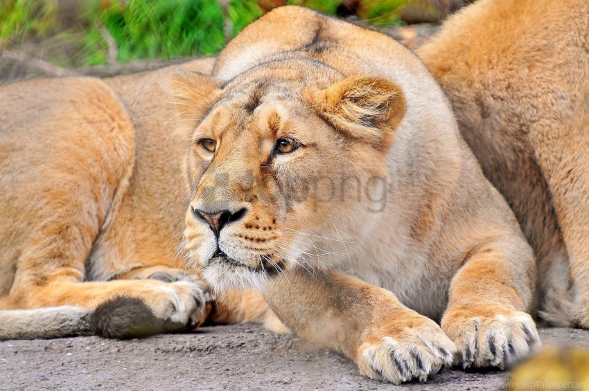 face lion predator wallpaper Transparent PNG download