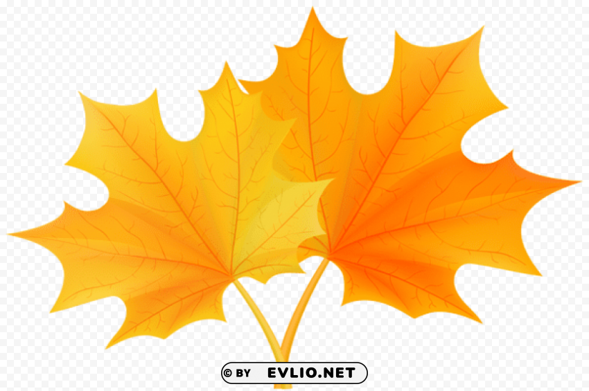 fall leaves Free PNG images with transparent layers