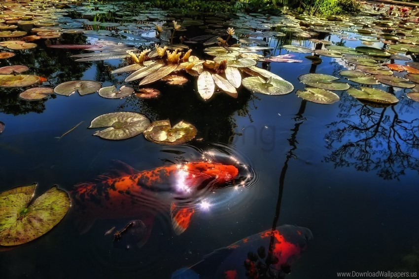 fish lake leaf lily pond reflection sunlight wallpaper CleanCut Background Isolated PNG Graphic