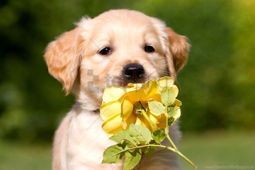 flower petals puppy retriever wallpaper ClearCut Background PNG Isolated Item