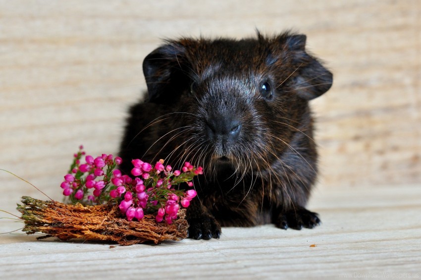 flowers guinea pig rodent snout wallpaper PNG Graphic with Transparency Isolation