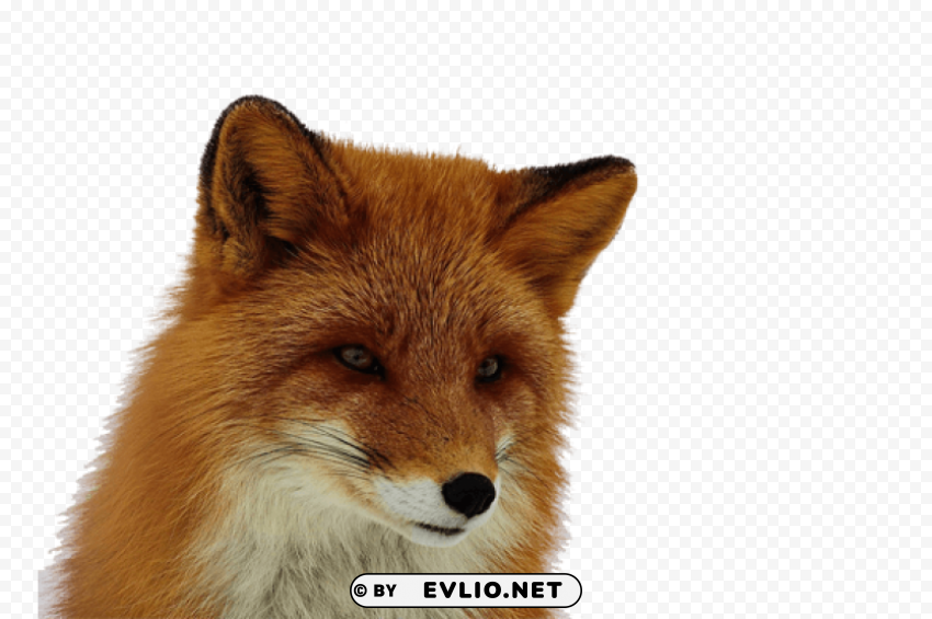 fox Free PNG images with alpha channel compilation