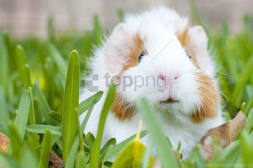 grass guinea pig muzzle rodent wallpaper Isolated Element on HighQuality Transparent PNG