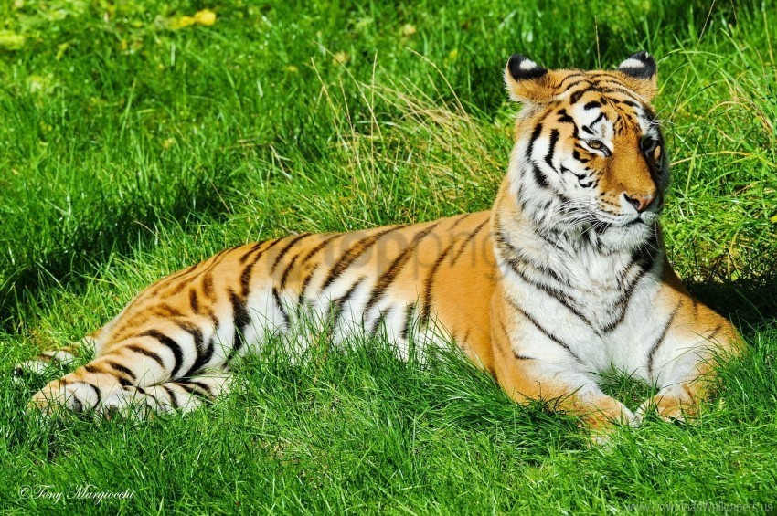 grass lie predator tiger watch wallpaper PNG with Isolated Transparency