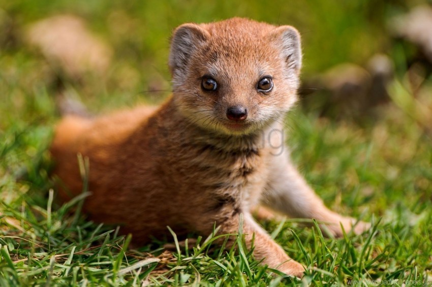 grass look mongoose predator wallpaper PNG transparent pictures for editing