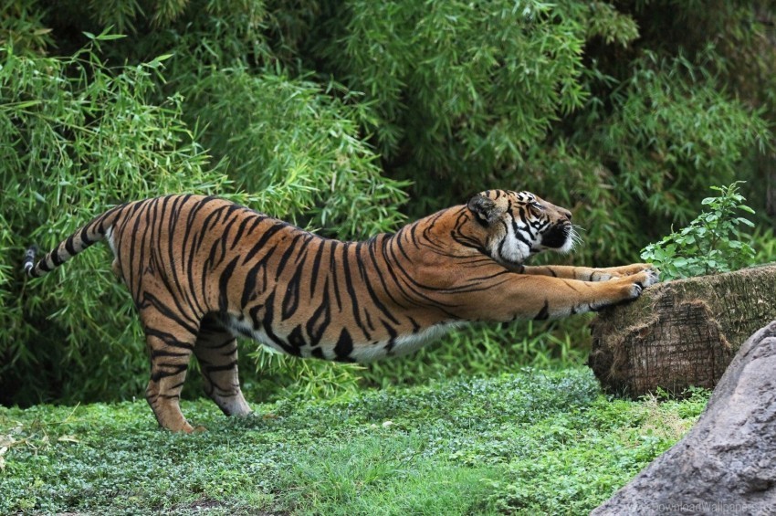 grass predator sip tiger wallpaper PNG for free purposes