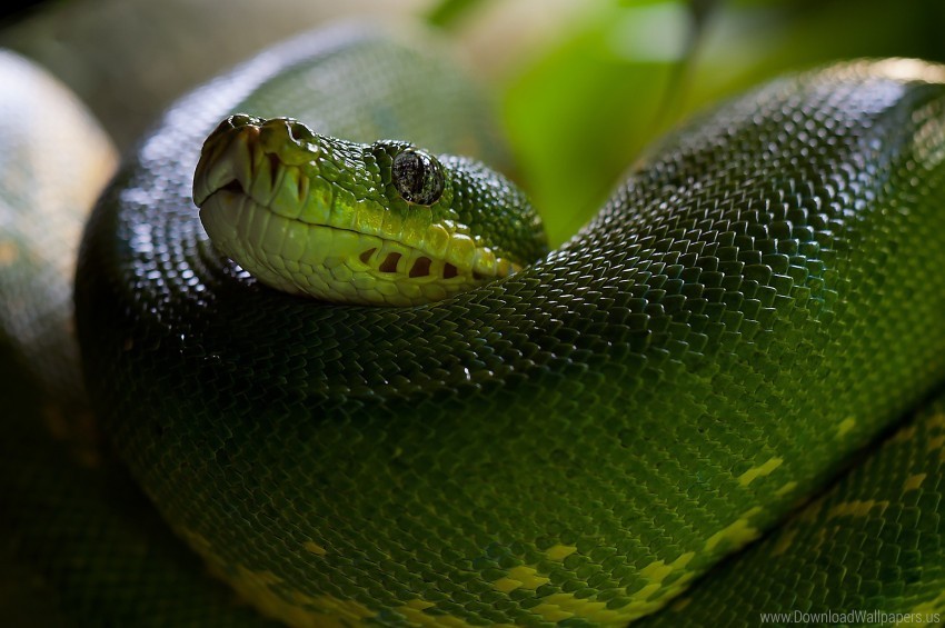 Head Python Scales Snake Wallpaper Transparent PNG Isolated Graphic Detail