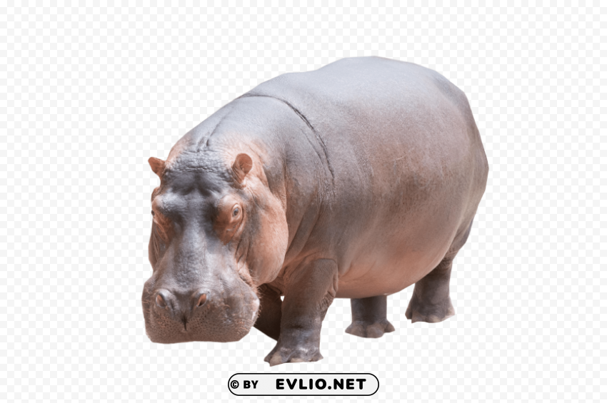 hippo Isolated Icon on Transparent PNG