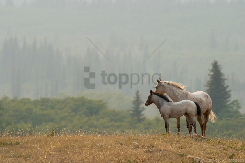 horses wallpaper PNG Graphic Isolated on Transparent Background