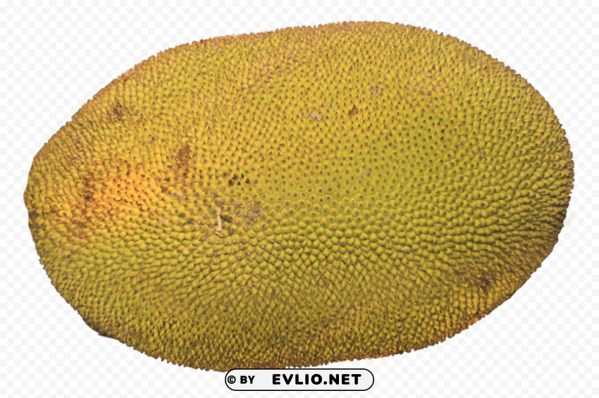 Jackfruit PNG files with clear background collection