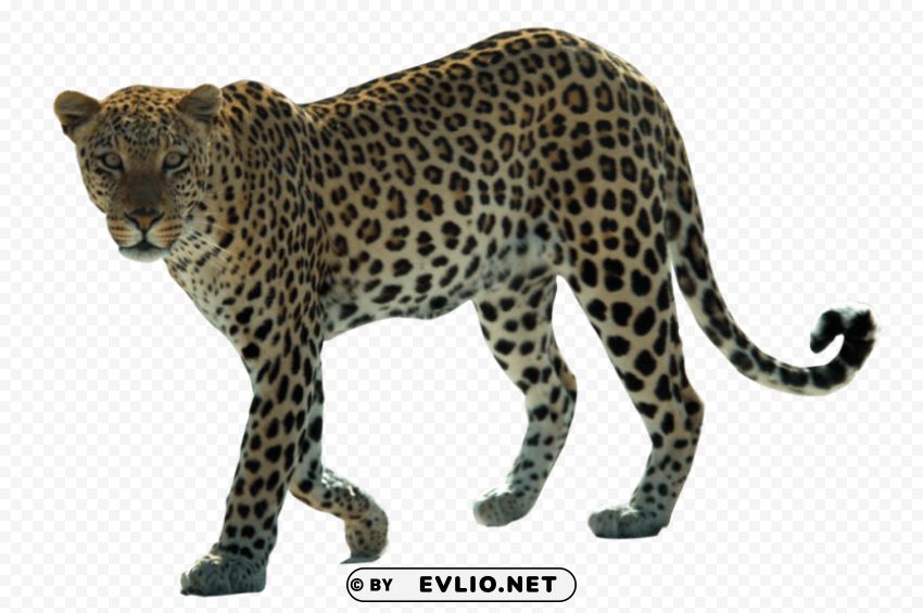 jaguar pics Transparent PNG Isolated Graphic Design