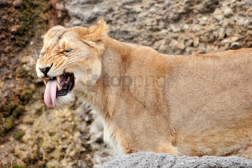 lion lioness snout teeth wallpaper Isolated Object with Transparent Background PNG
