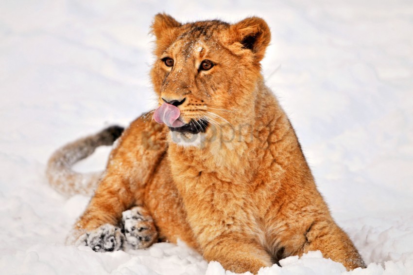 lion lying snow wallpaper HighResolution Isolated PNG with Transparency