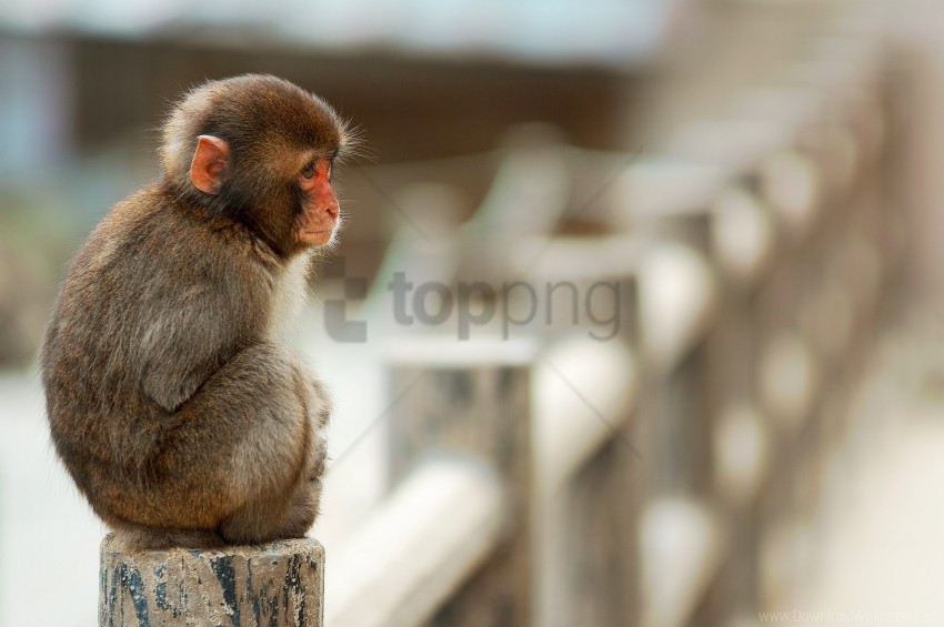 monkey sitting small wallpaper PNG images for banners