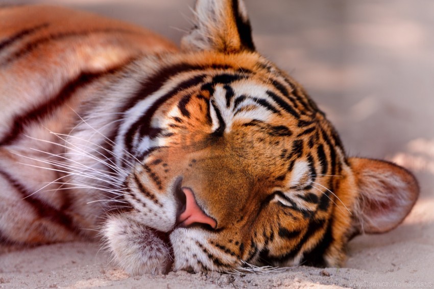 muzzle predator sleeping tiger wallpaper Free PNG images with transparent layers diverse compilation