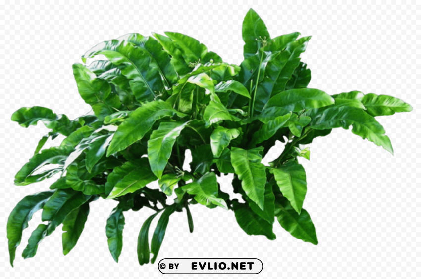 plants PNG design elements