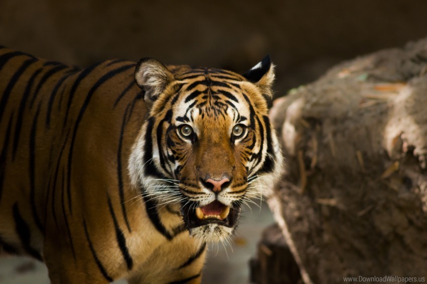 predator siberian tiger wild cat wallpaper PNG with Isolated Transparency