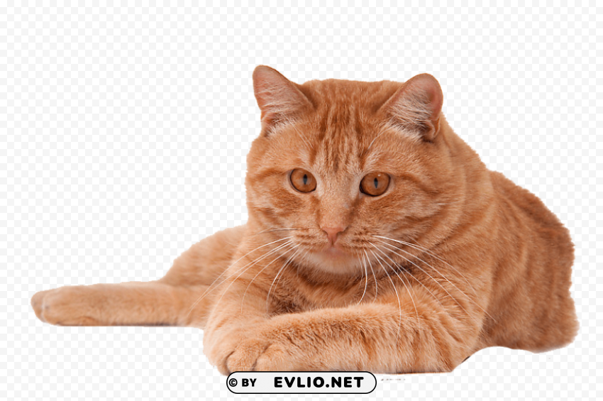 red cat Free PNG transparent images png images background - Image ID 998009f8