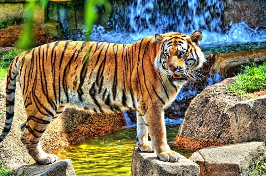 rocks standing tiger watching waterfall wallpaper Clear PNG graphics free