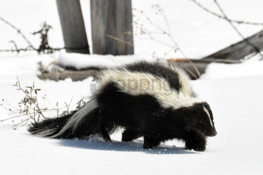 Skunk Snow Trail Walk Wallpaper PNG Isolated Illustration With Clear Background